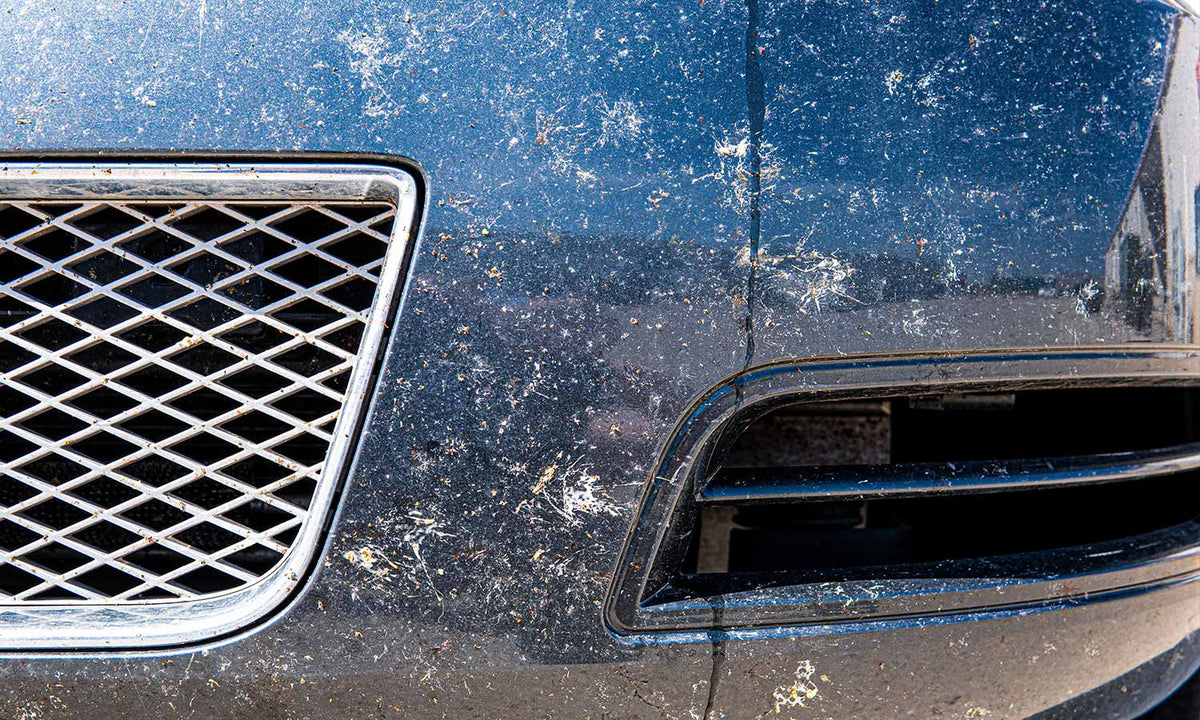 Bug Splatter on the front of a navy blue car outside in the sunlight