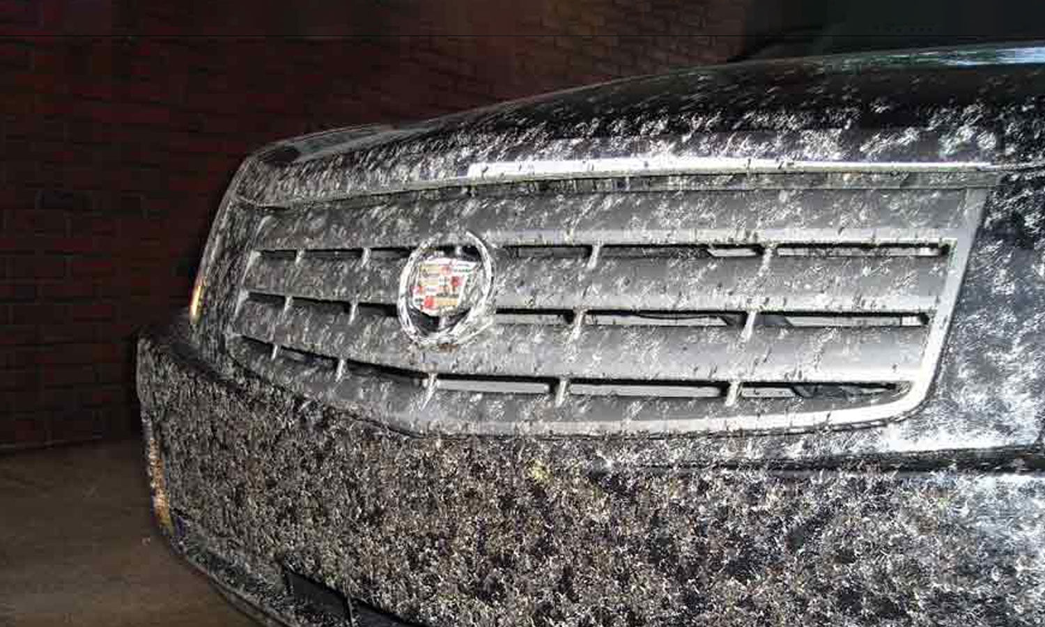 Bug Splatter on Cars